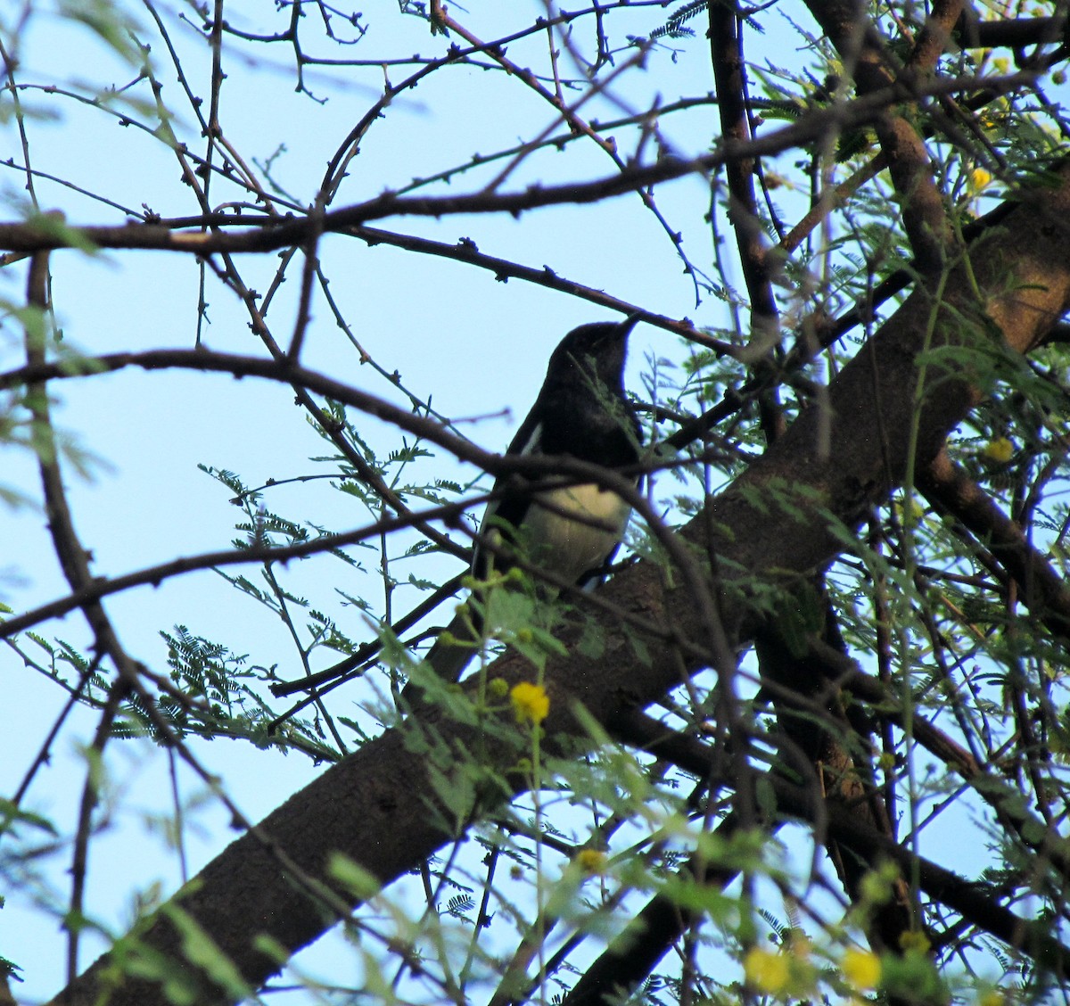 Oriental Magpie-Robin - ML206229001