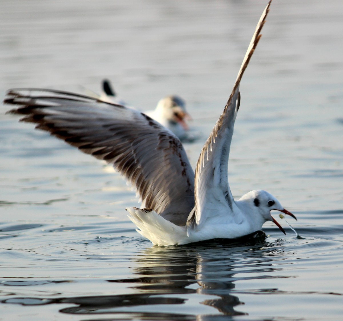 Black-headed Gull - Rajubhai Patel