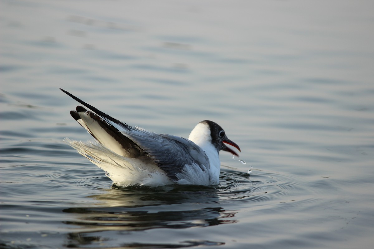 Black-headed Gull - Rajubhai Patel