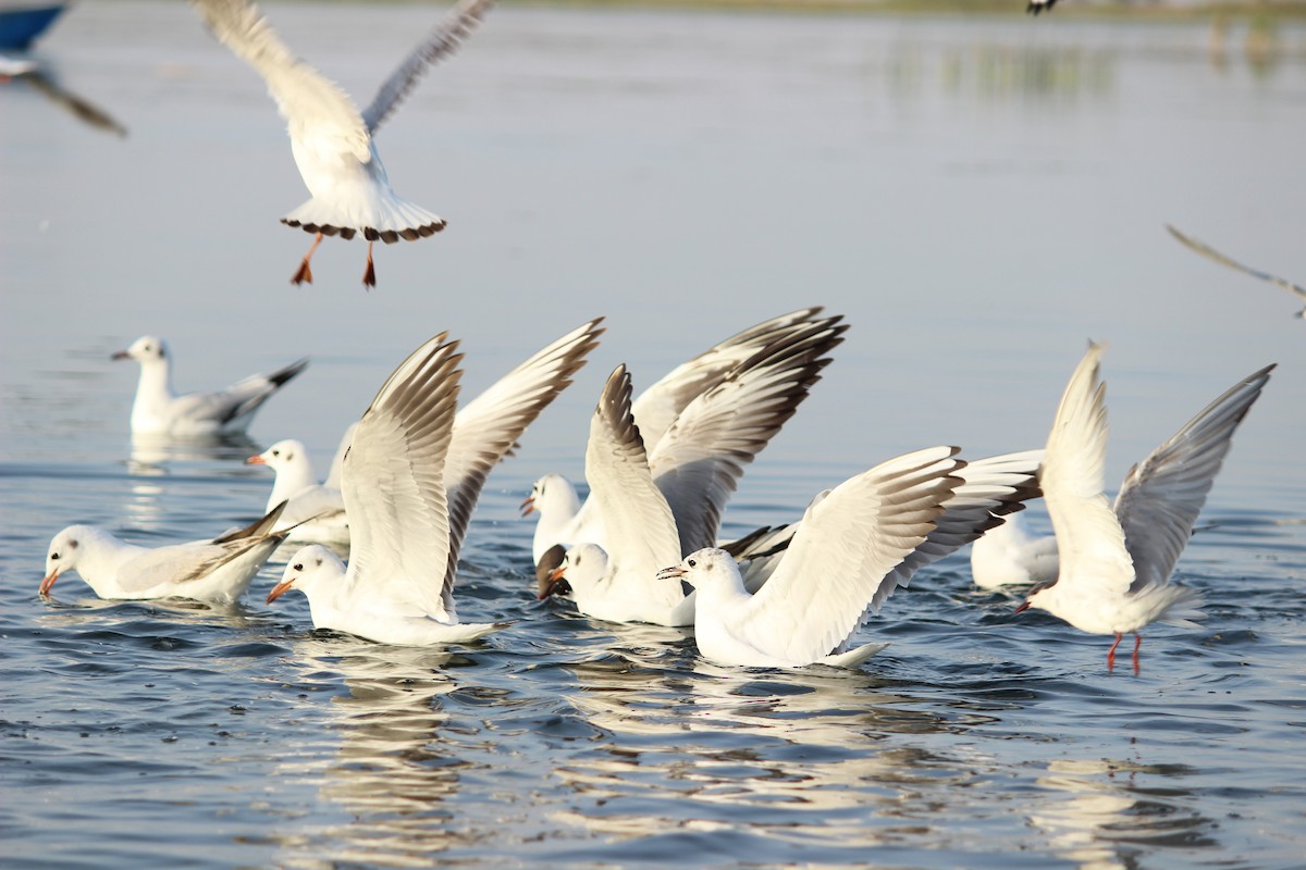 Black-headed Gull - Rajubhai Patel