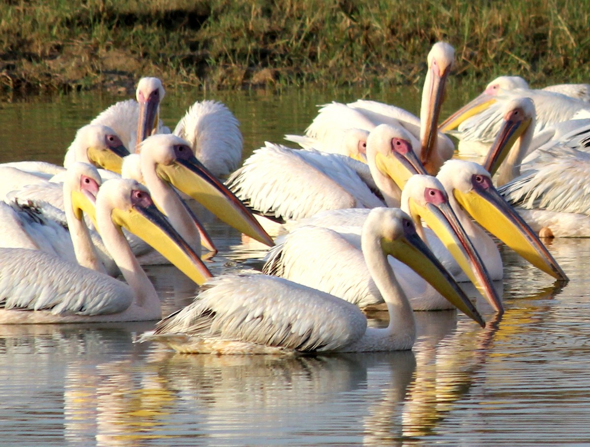 Great White Pelican - ML206230361