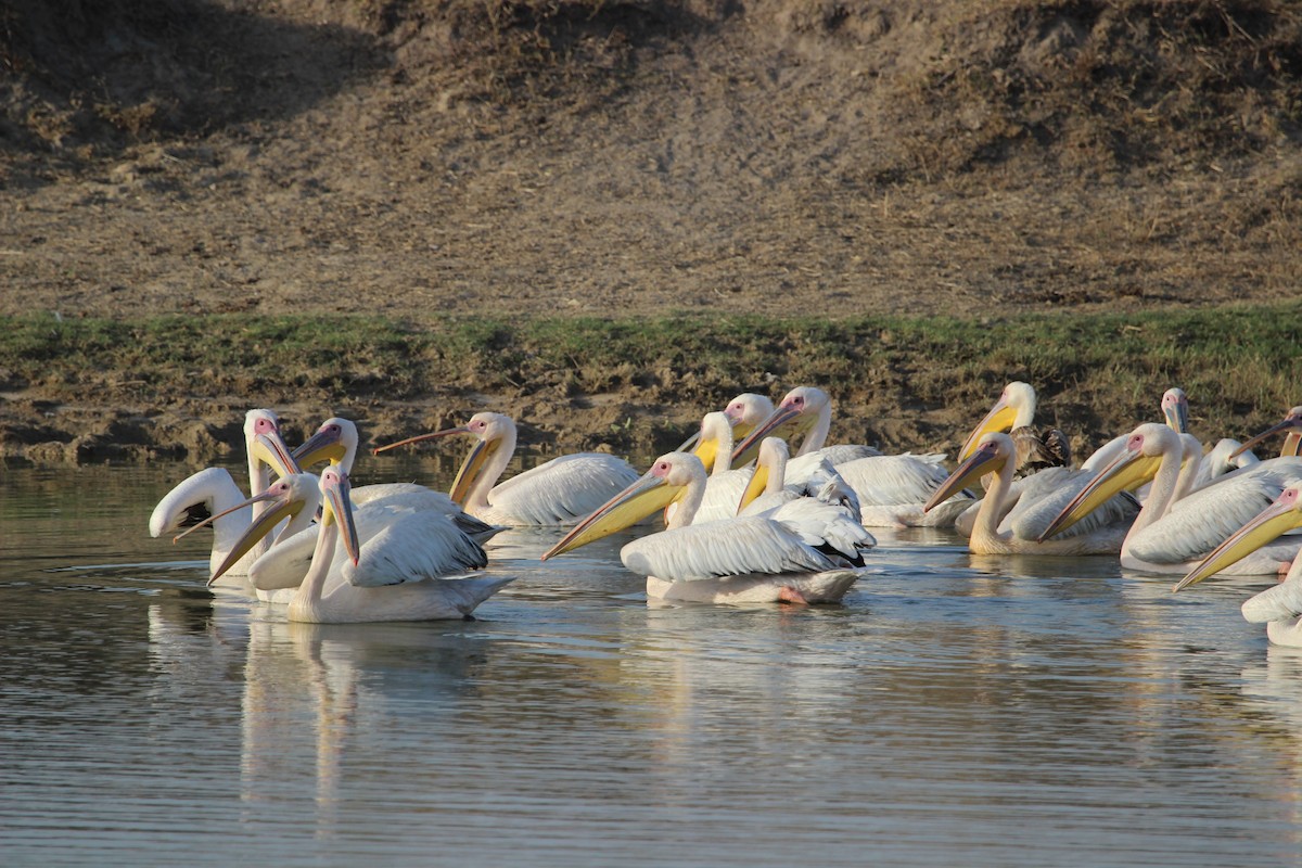 Great White Pelican - Rajubhai Patel