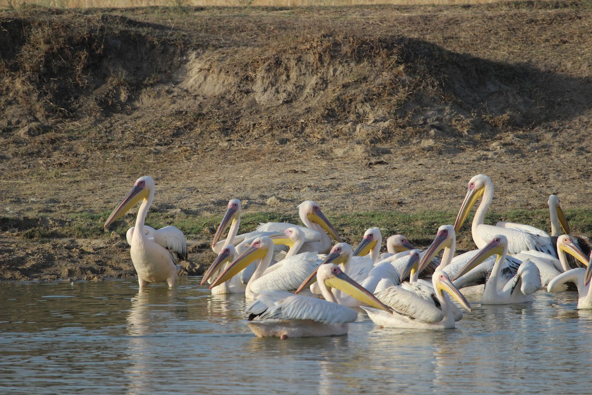 Great White Pelican - Rajubhai Patel