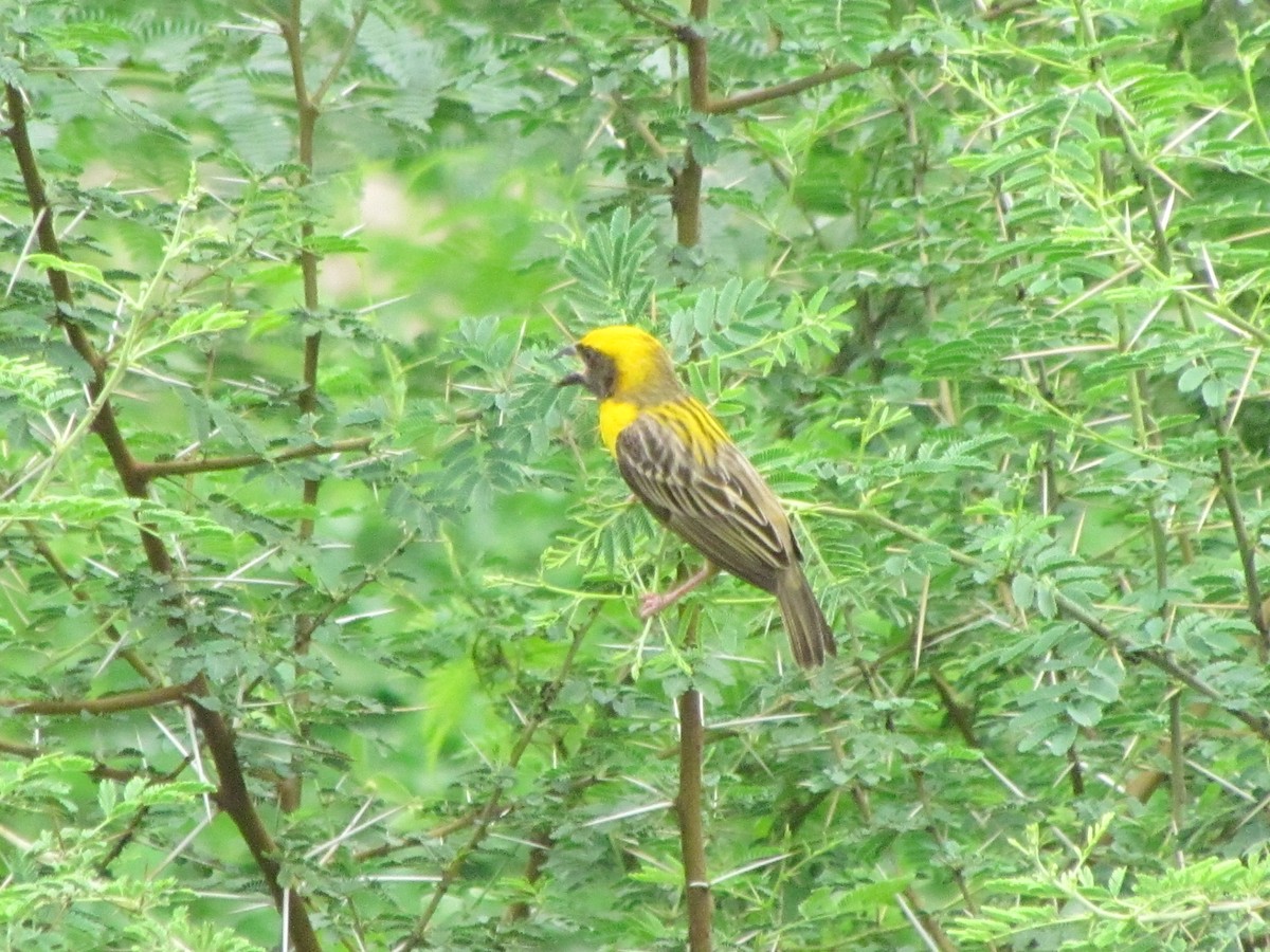 Baya Weaver - Rajubhai Patel