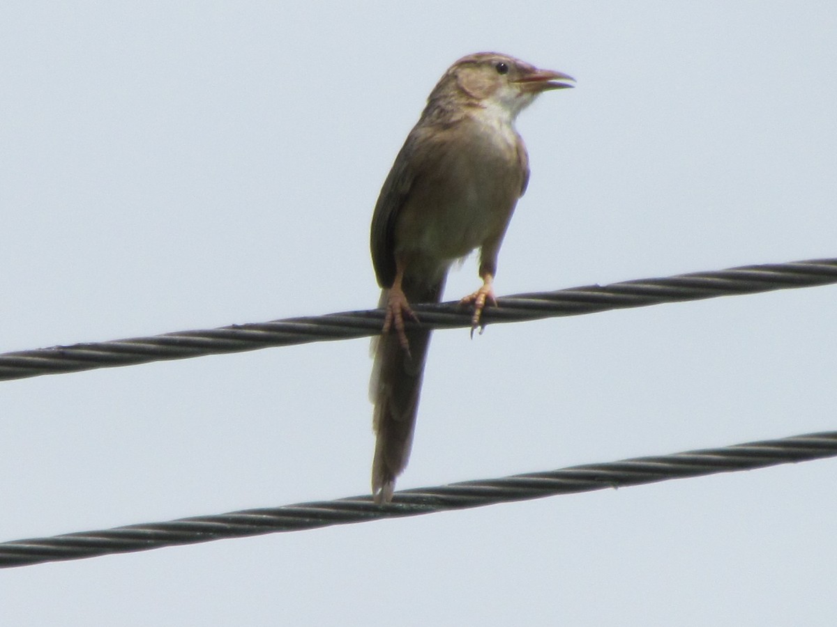 Common Babbler - ML206231521