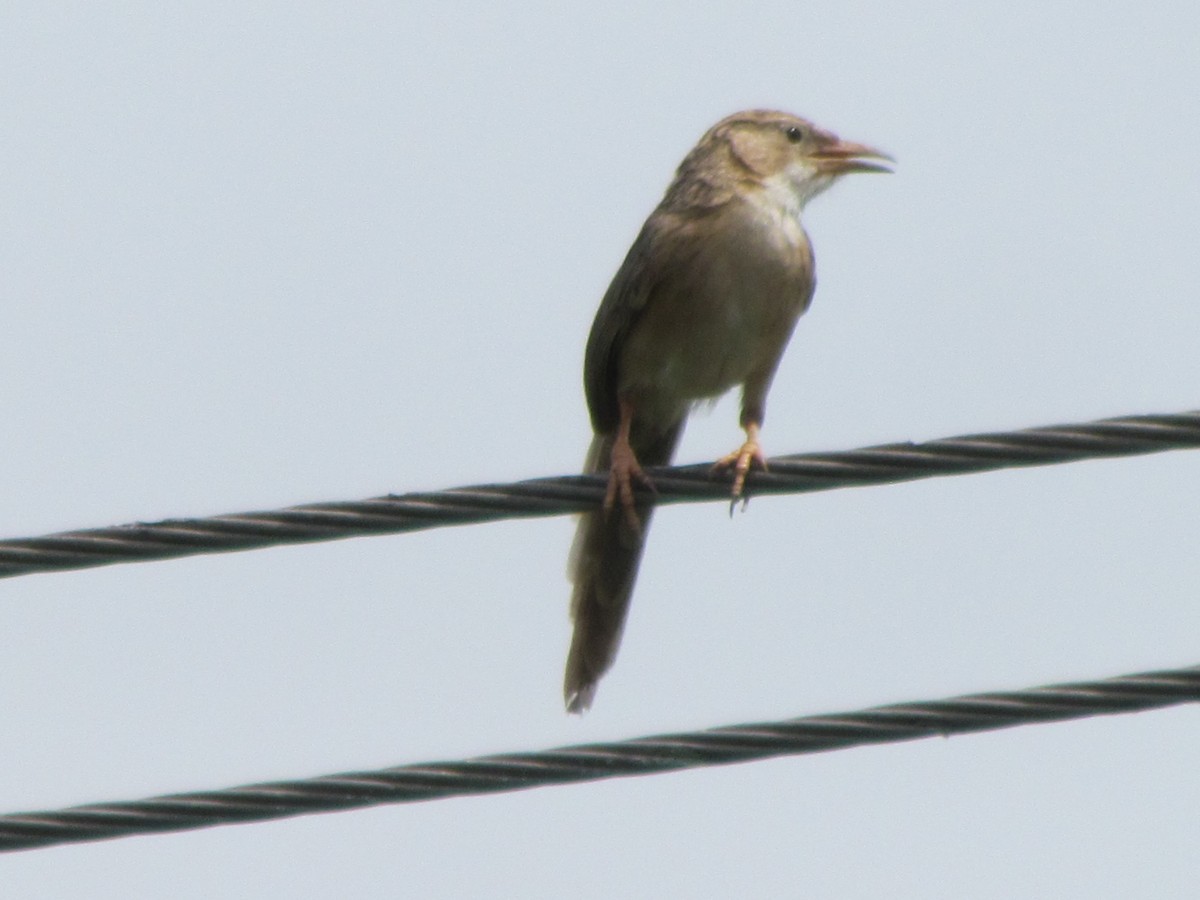 Common Babbler - ML206231531