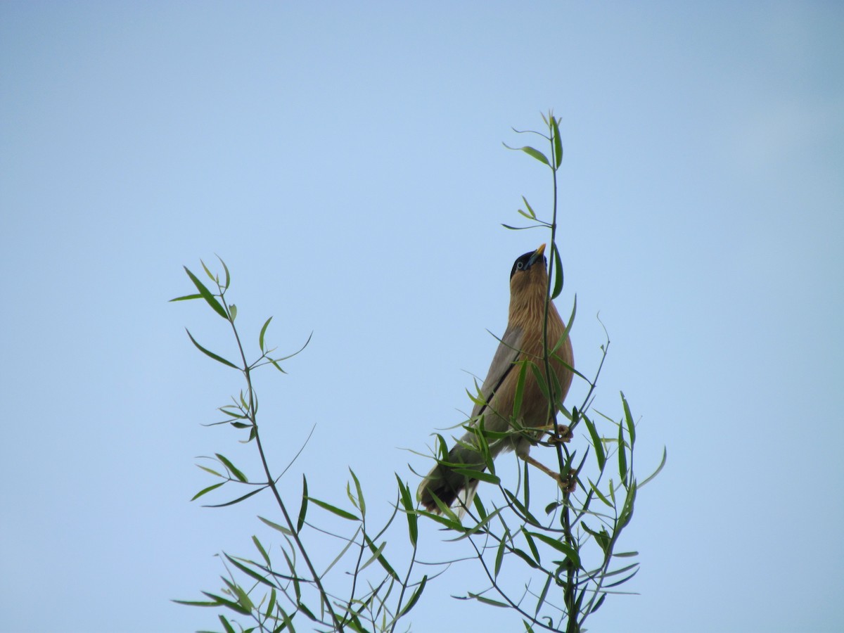 Brahminy Starling - ML206231601