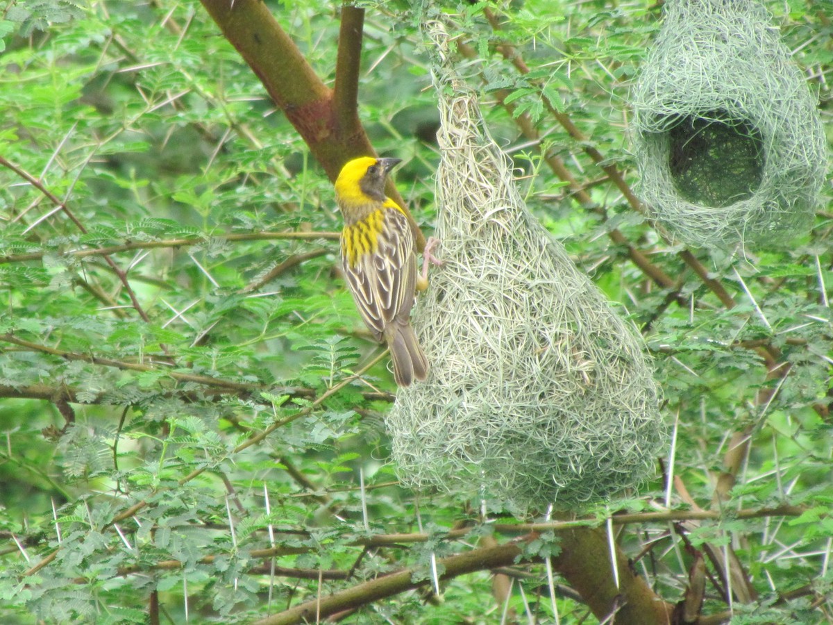 Baya Weaver - ML206231651