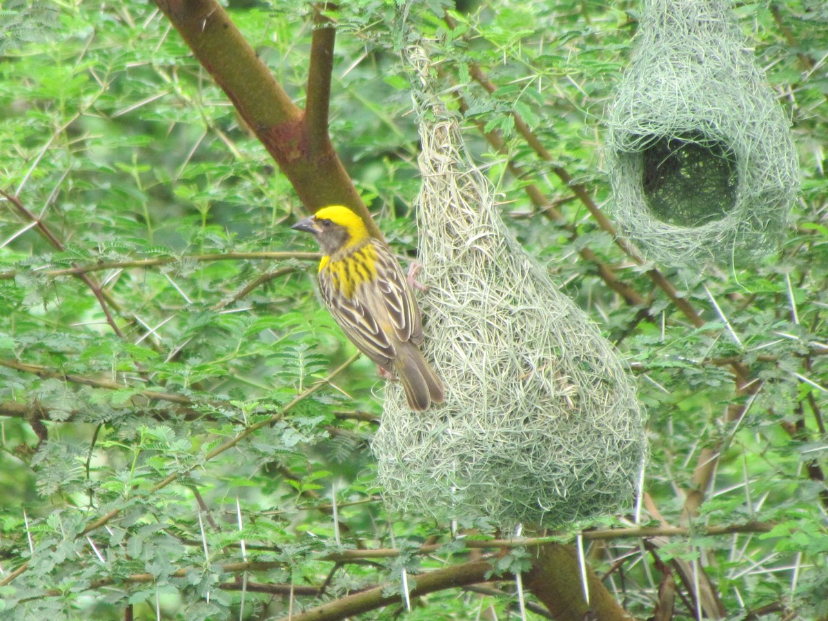 Baya Weaver - Rajubhai Patel