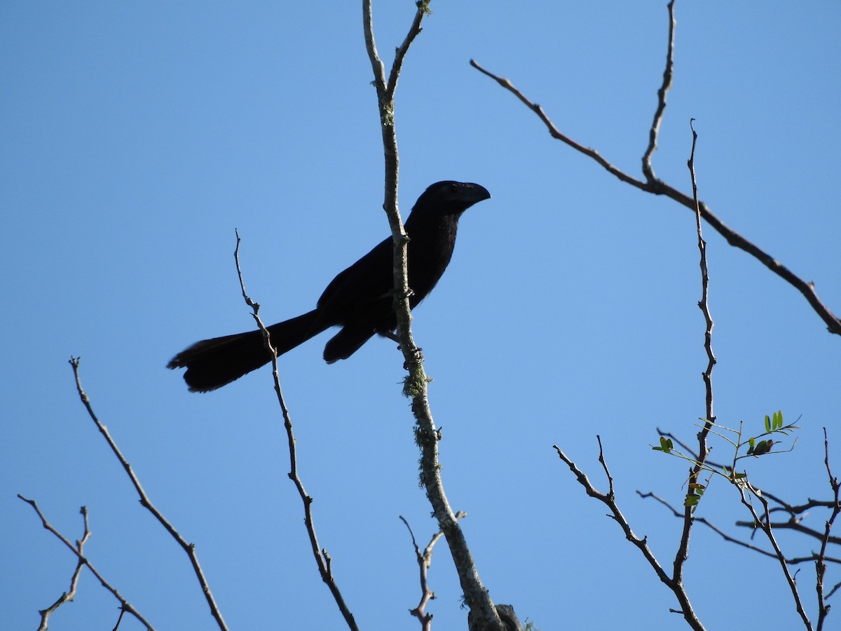 Groove-billed Ani - Van Remsen