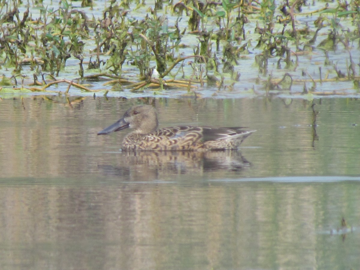 Northern Shoveler - ML206232091