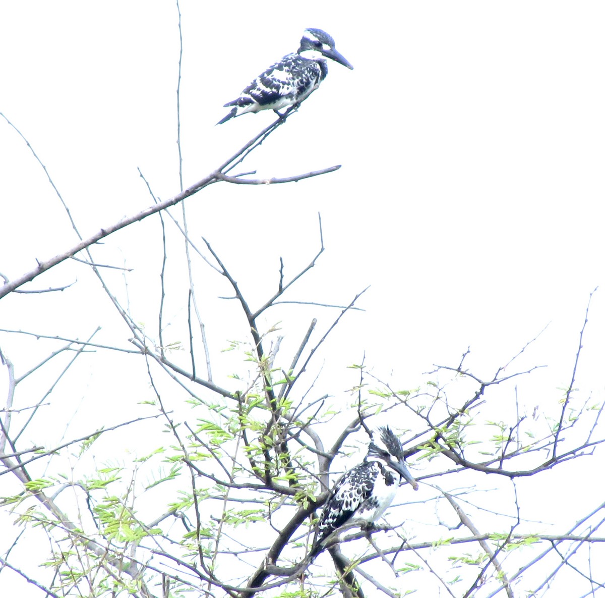 Pied Kingfisher - Rajubhai Patel