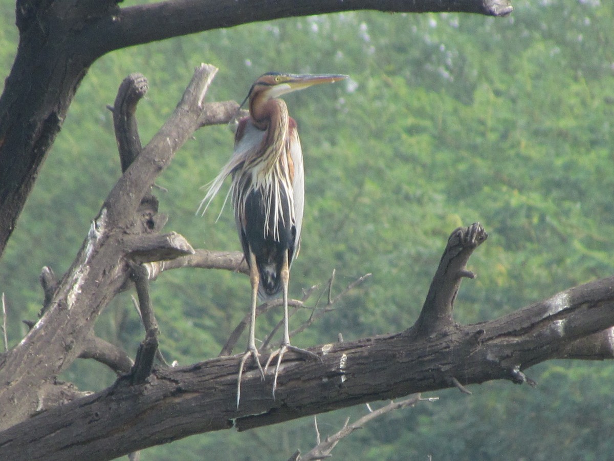 Purple Heron - ML206232191