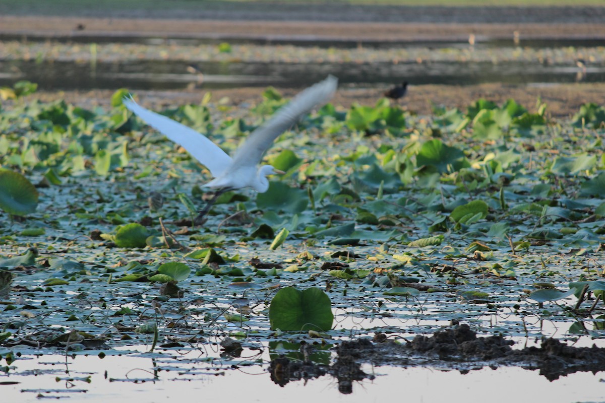 Medium Egret - Rajubhai Patel