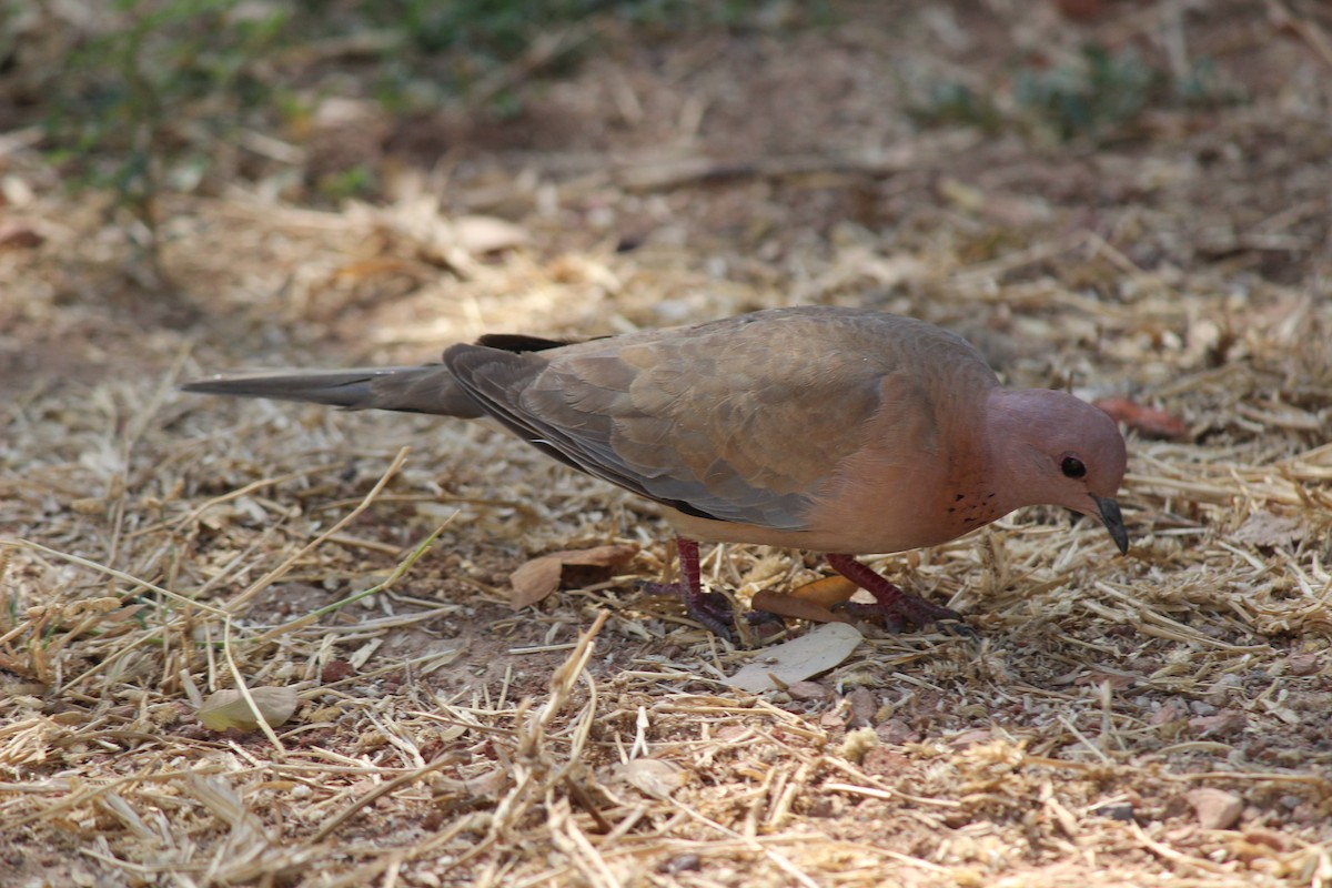 Laughing Dove - ML206232911