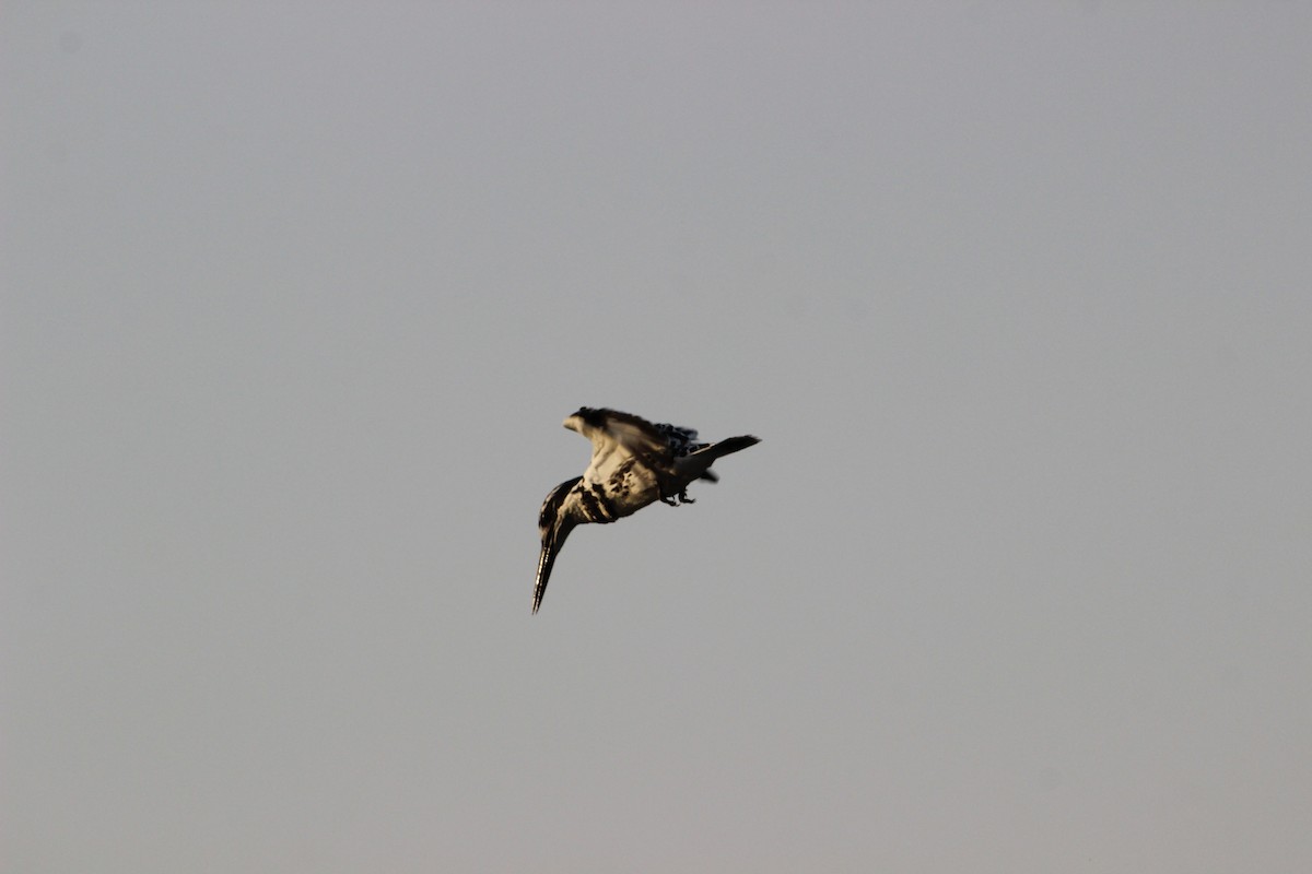 Pied Kingfisher - Rajubhai Patel