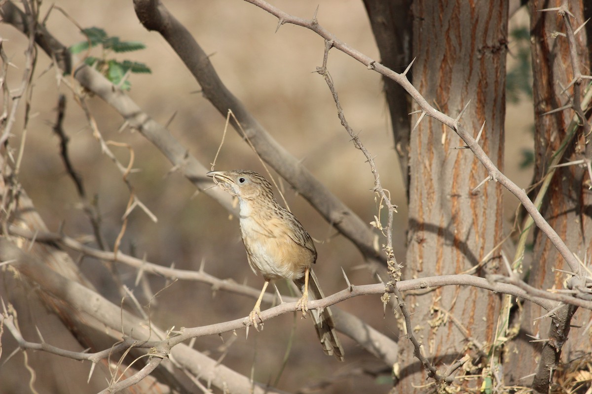 Common Babbler - ML206233401