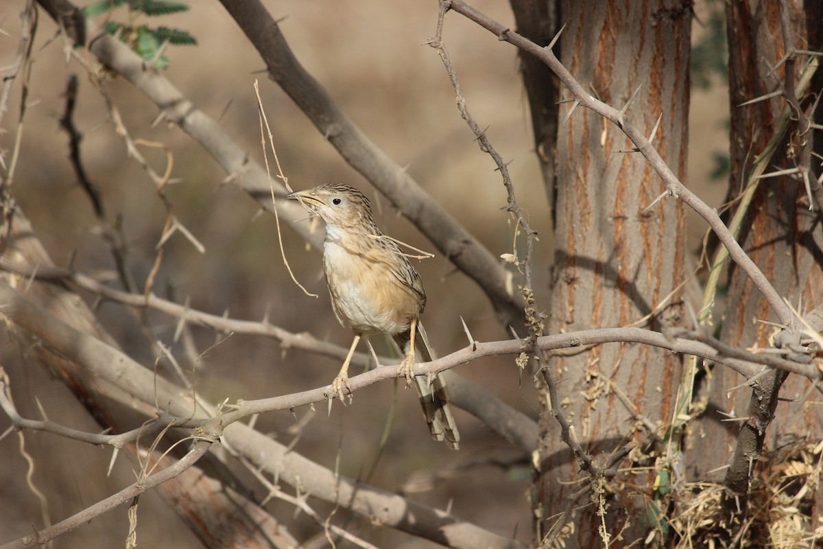 Common Babbler - ML206233411