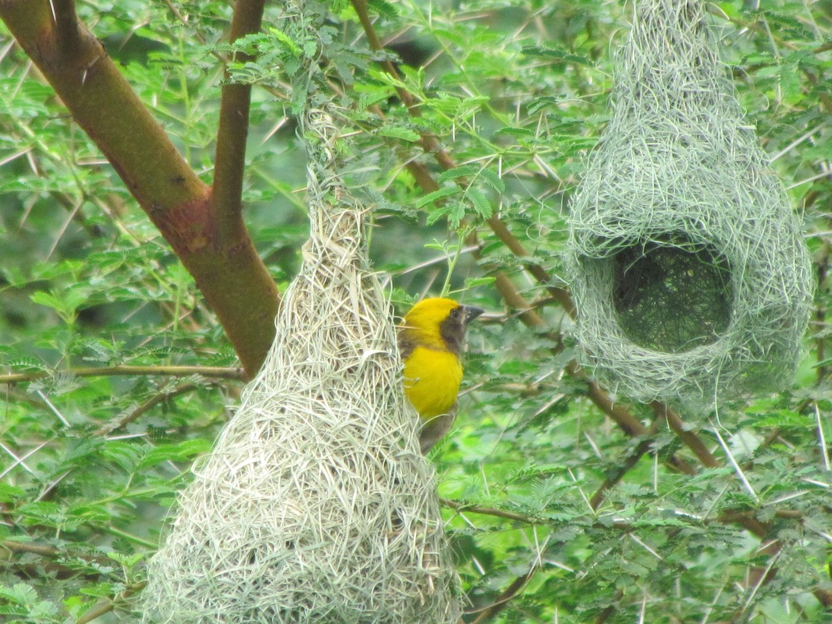 Baya Weaver - Rajubhai Patel