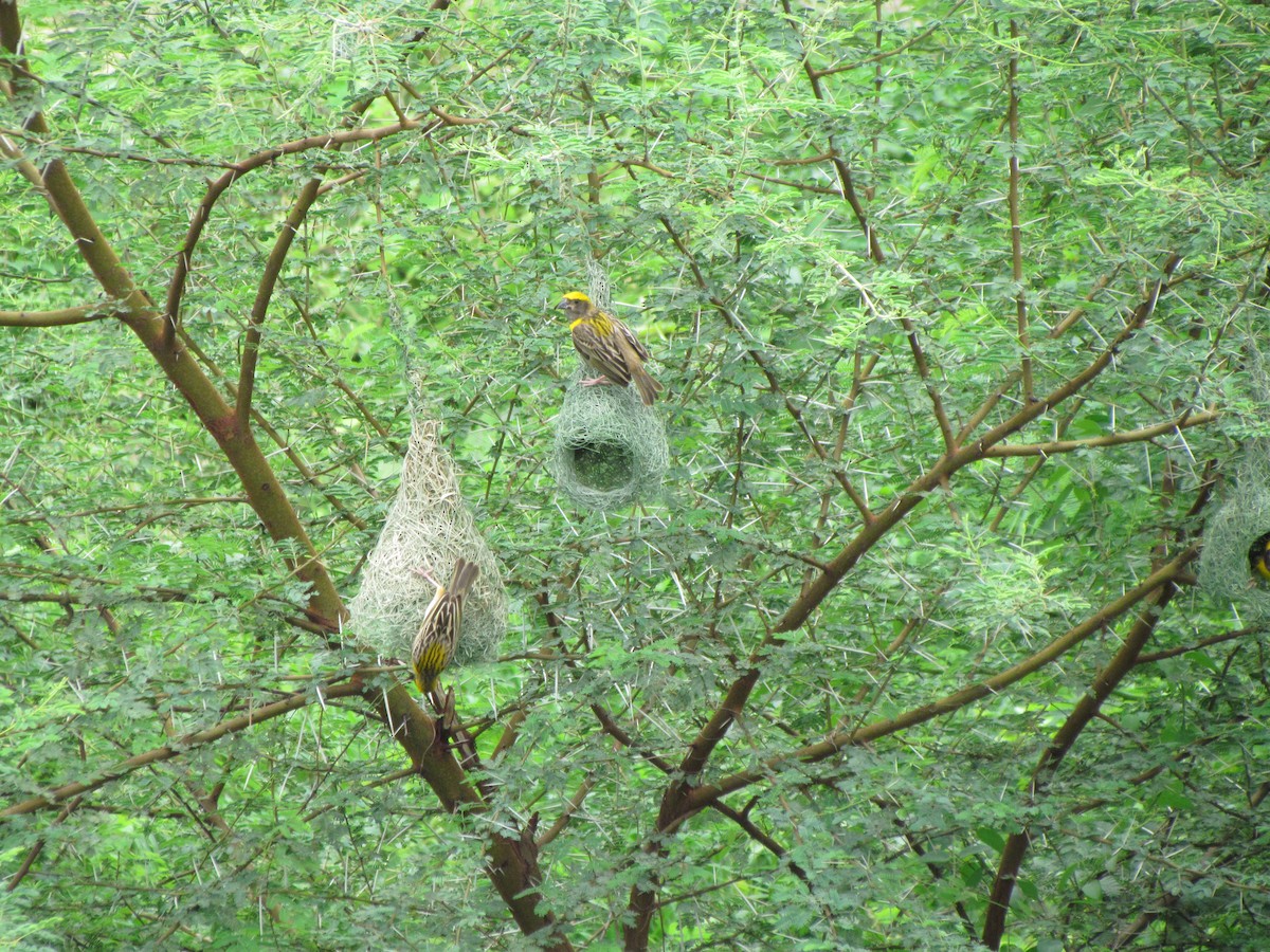 Baya Weaver - Rajubhai Patel