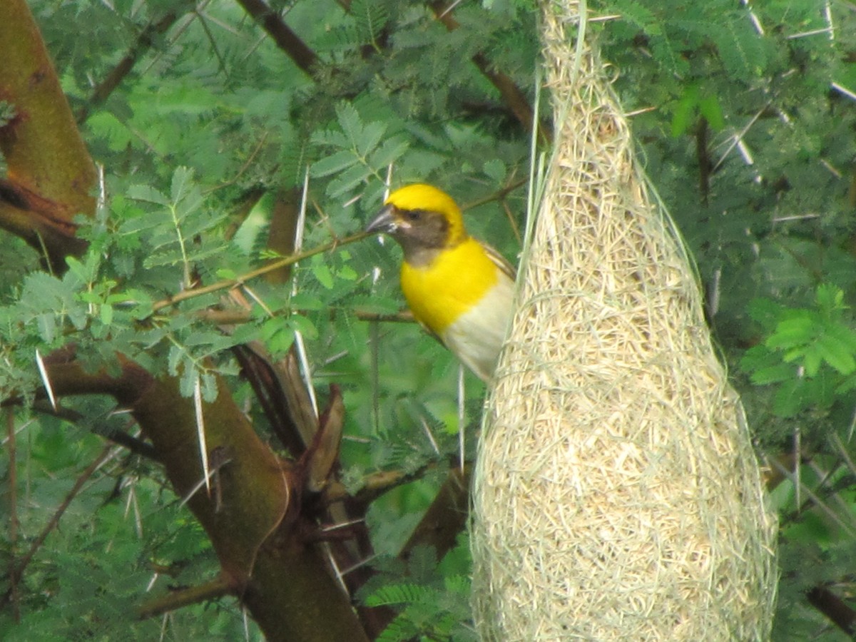 Baya Weaver - Rajubhai Patel