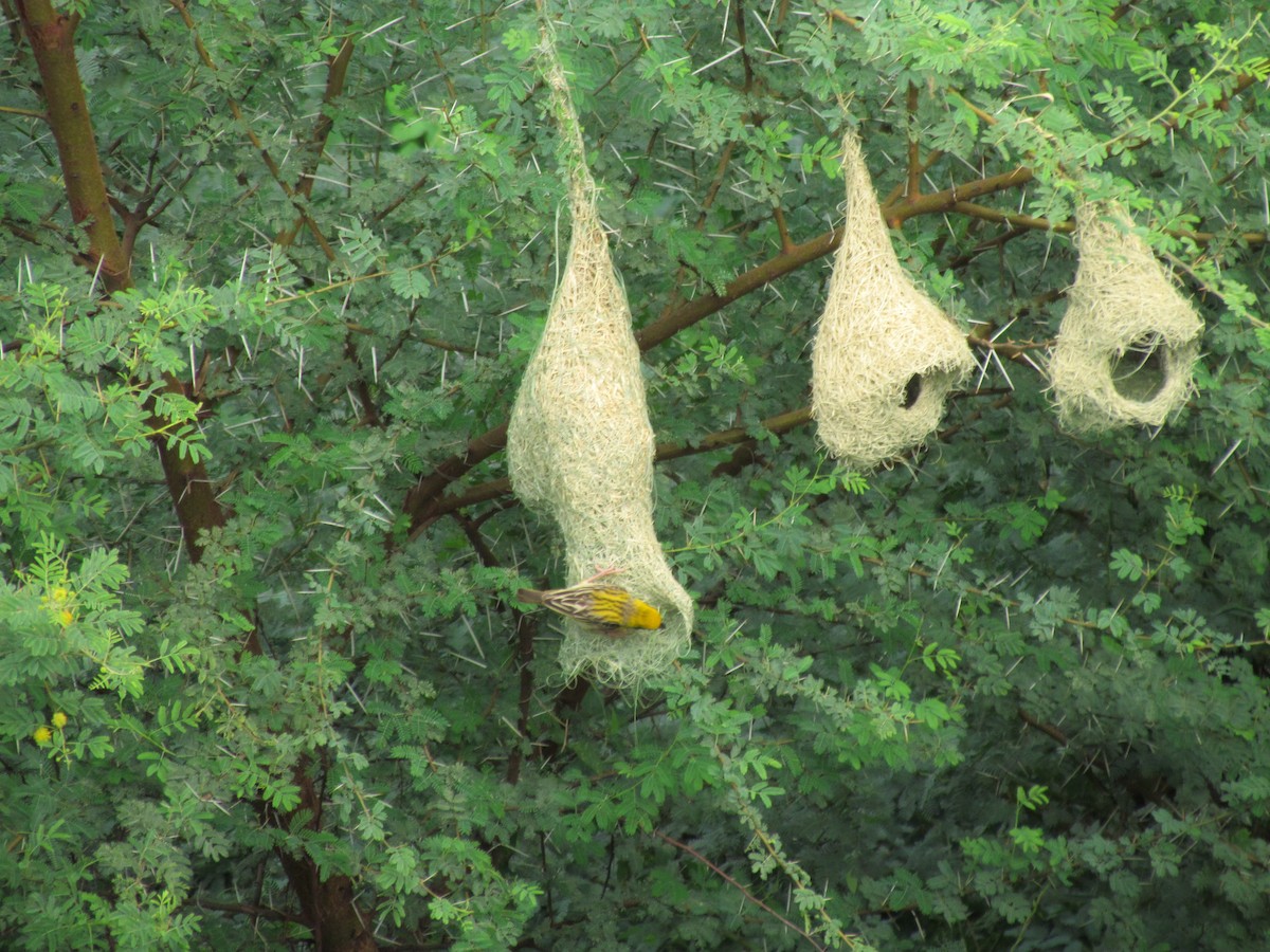 Baya Weaver - Rajubhai Patel