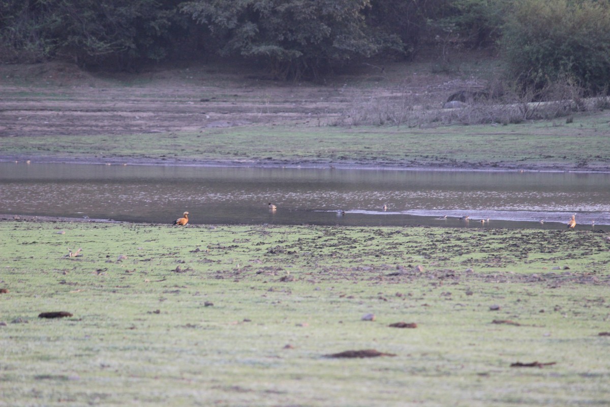 Ruddy Shelduck - ML206234821