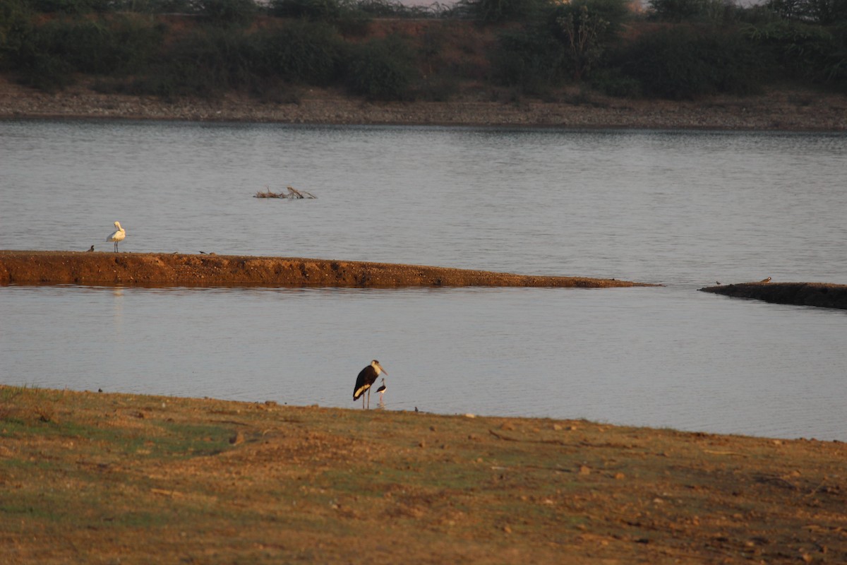 Asian Woolly-necked Stork - ML206234891