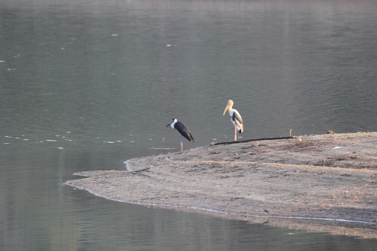 Painted Stork - ML206234901