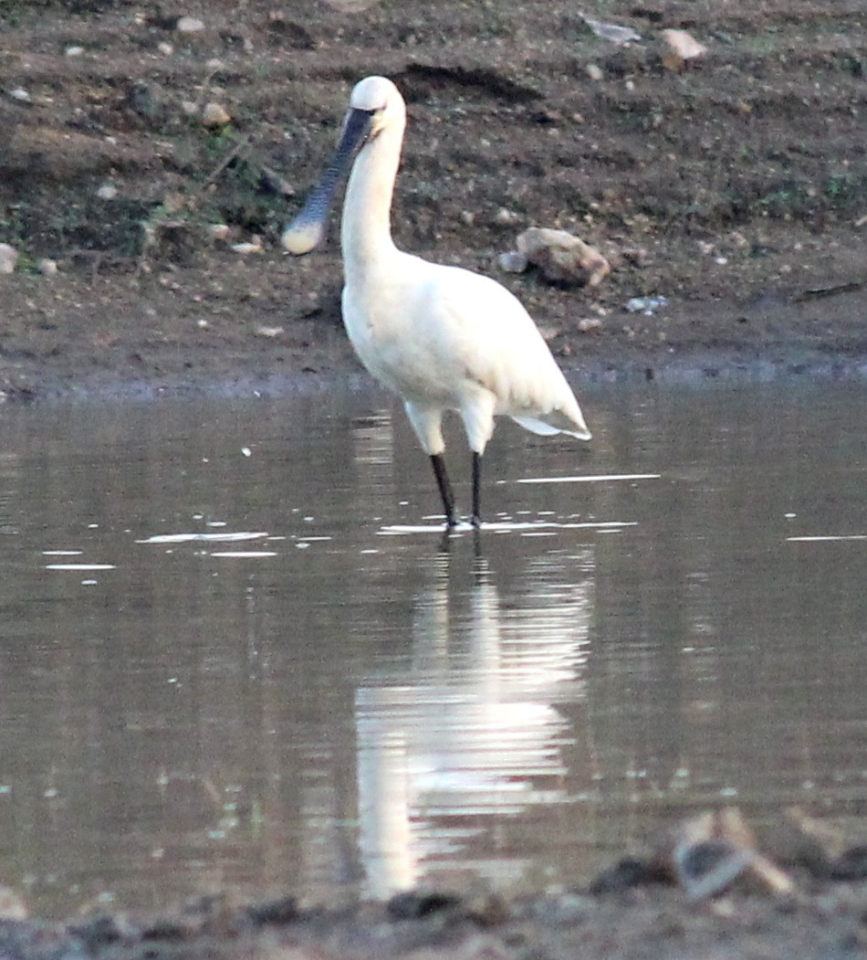 Eurasian Spoonbill - Rajubhai Patel