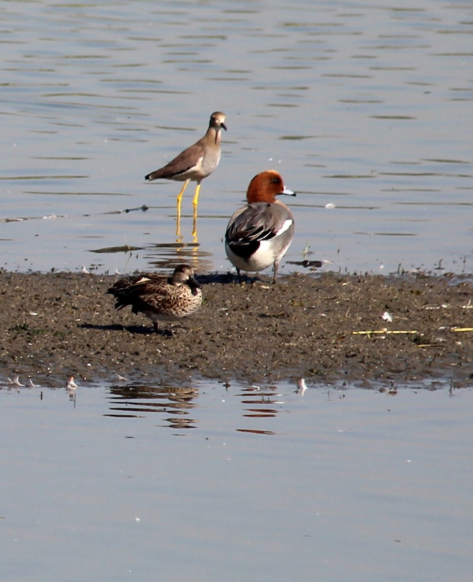 White-tailed Lapwing - Rajubhai Patel