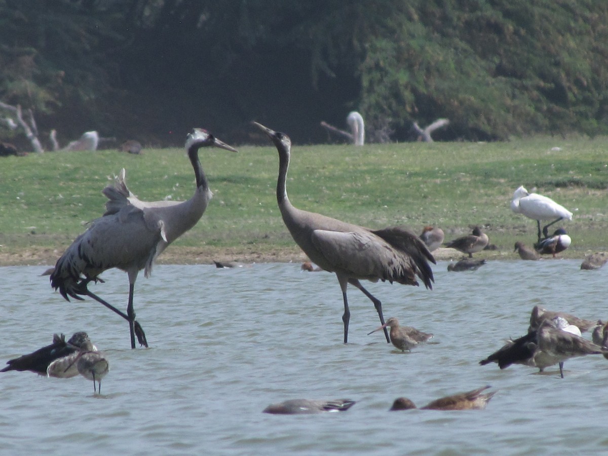 Common Crane - Rajubhai Patel