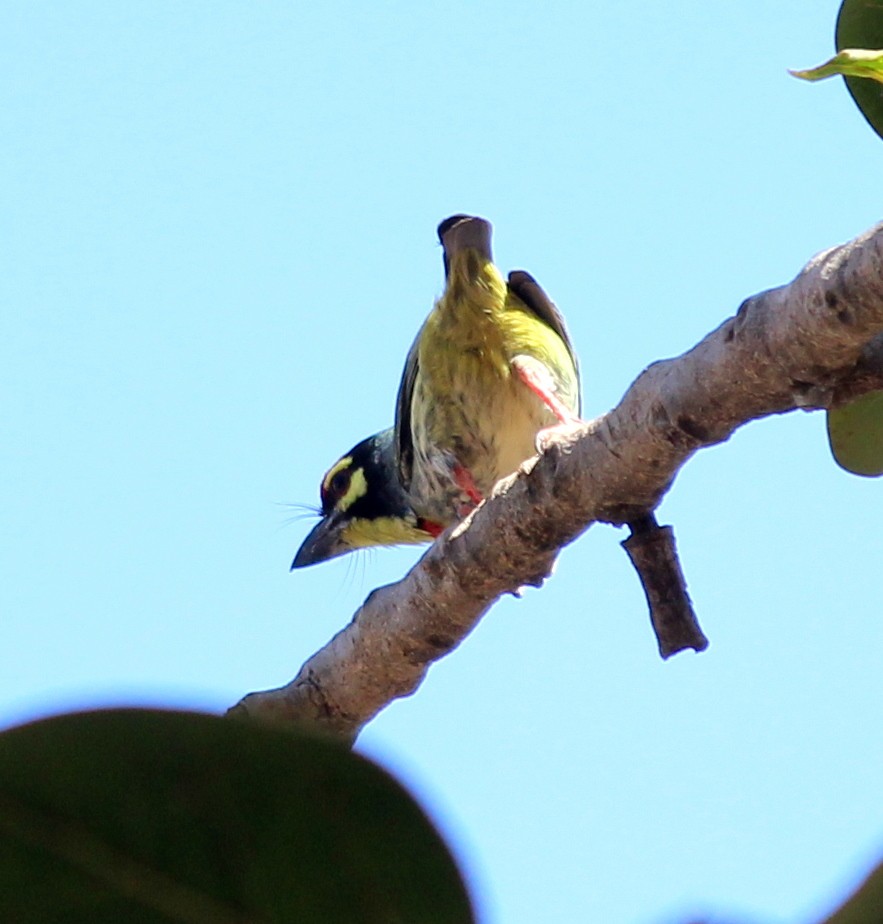 Coppersmith Barbet - ML206236581