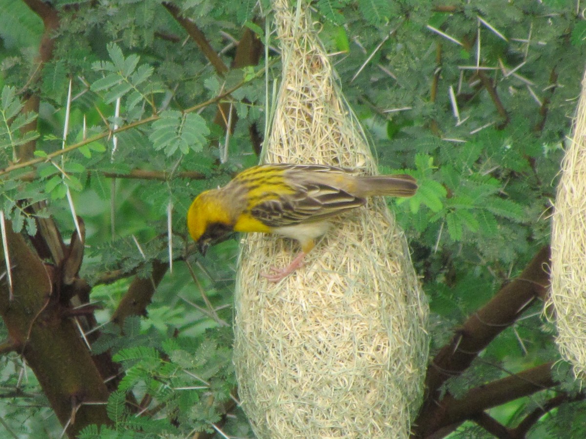 Baya Weaver - Rajubhai Patel