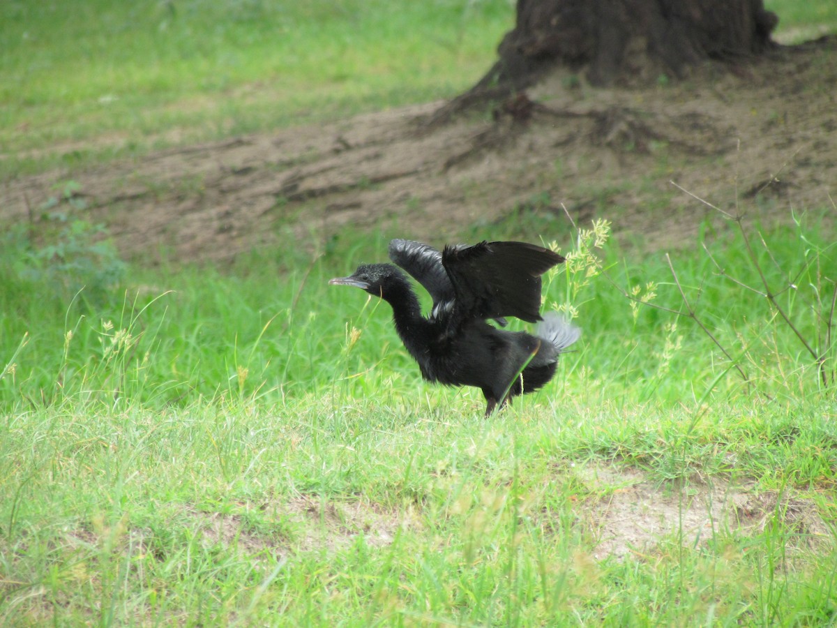 oiseau sp. - ML206236931