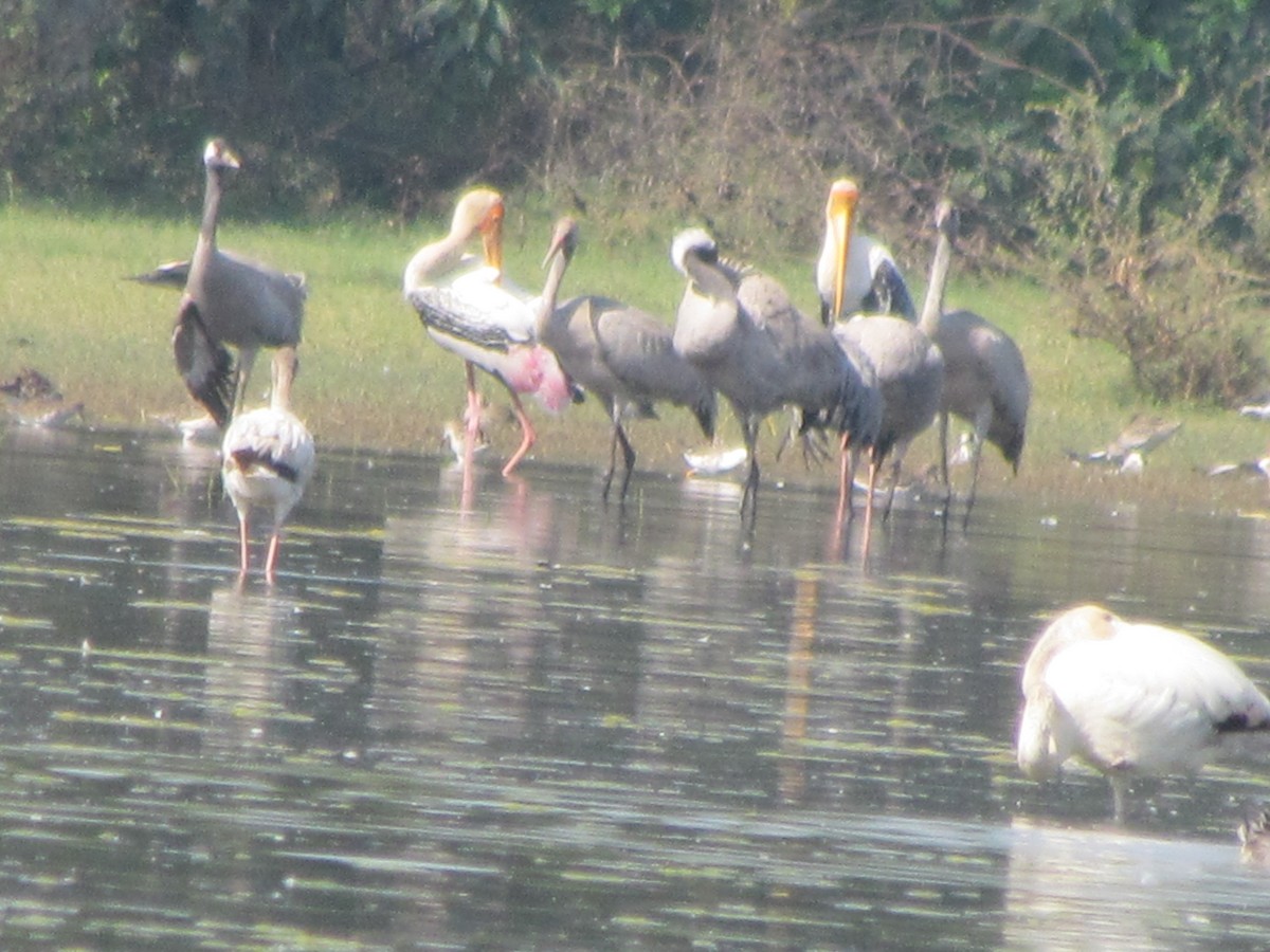 Common Crane - Rajubhai Patel