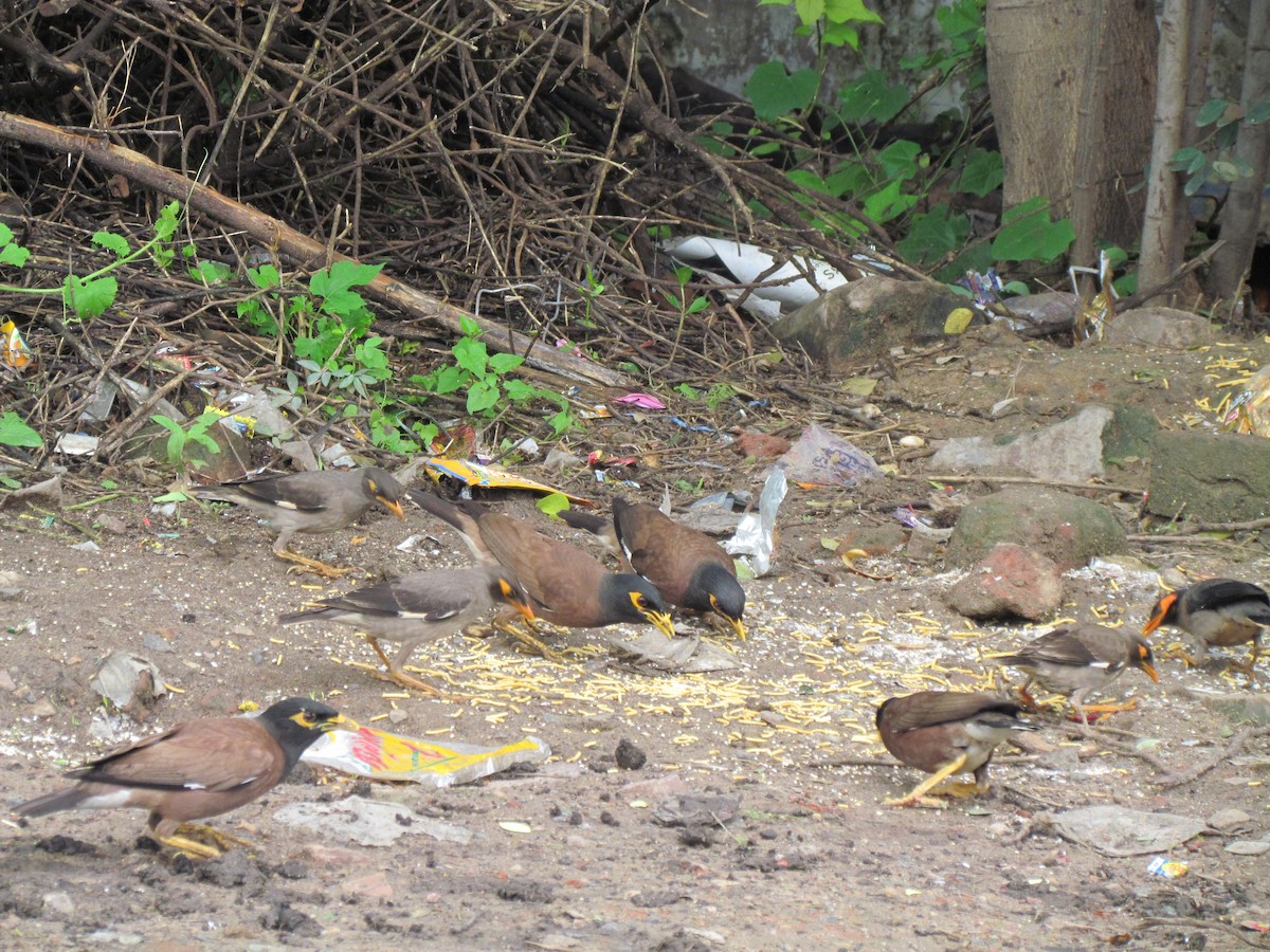 Common Myna - Rajubhai Patel