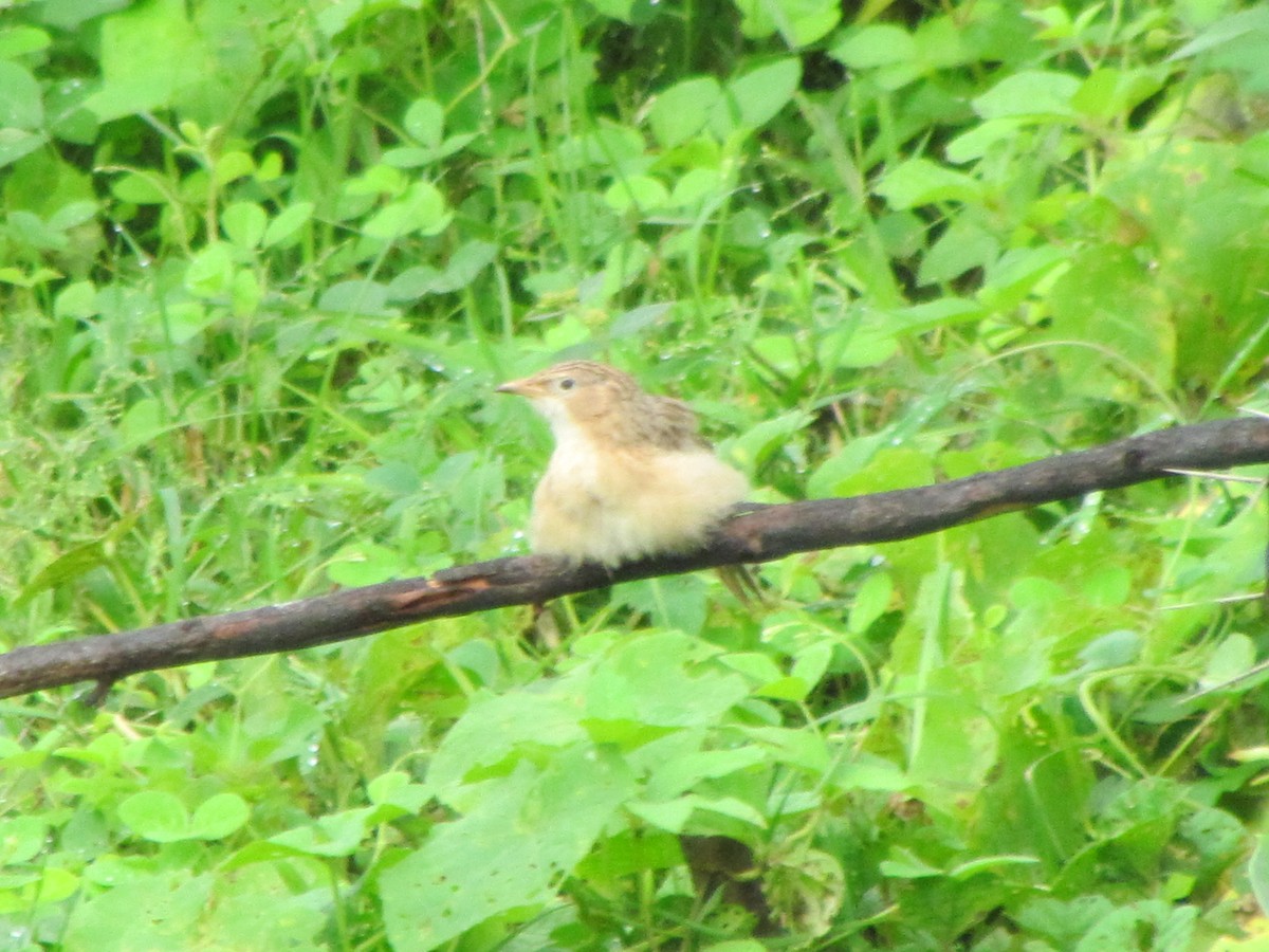 Common Babbler - ML206237371