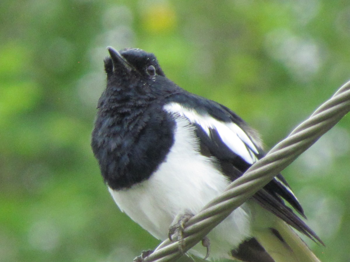 Oriental Magpie-Robin - ML206237451