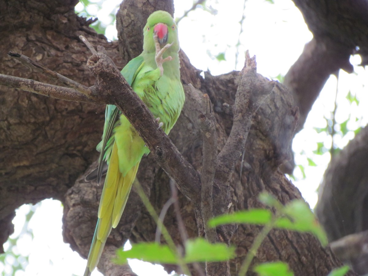 Rose-ringed Parakeet - ML206237551