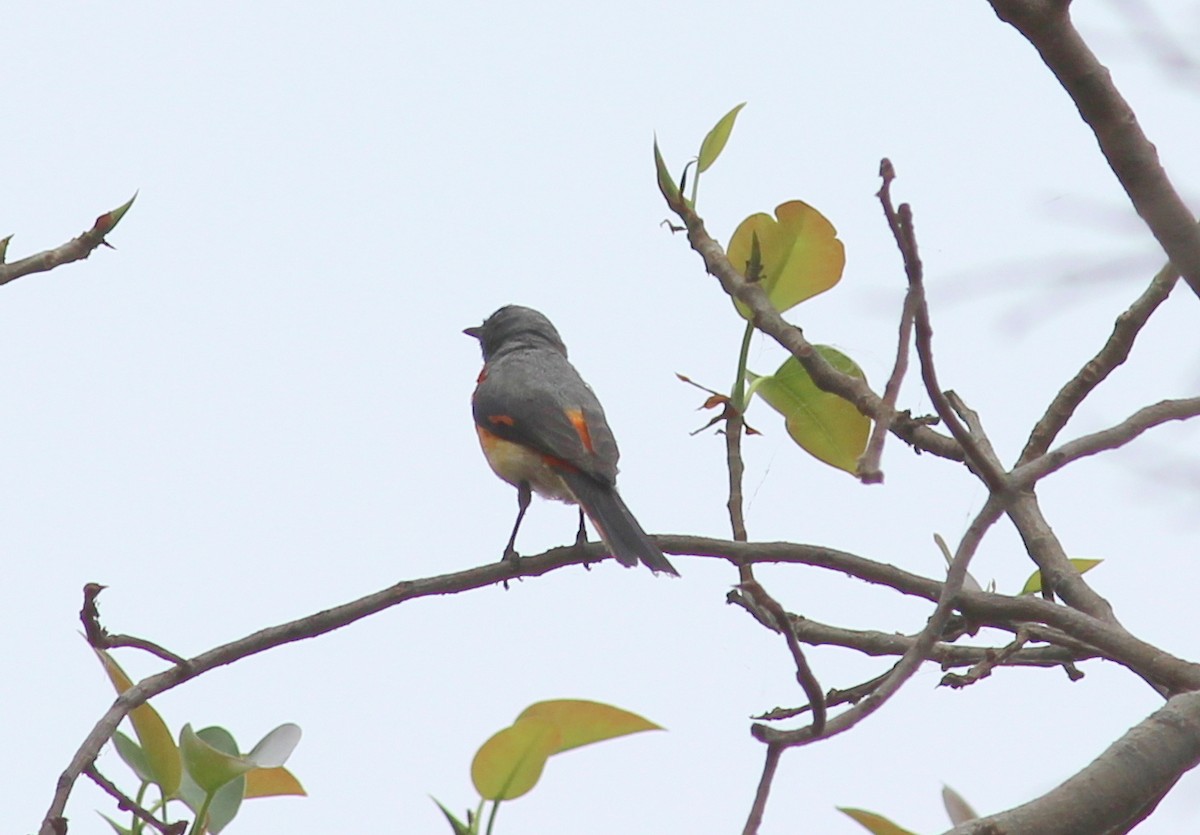 Small Minivet - Rajubhai Patel