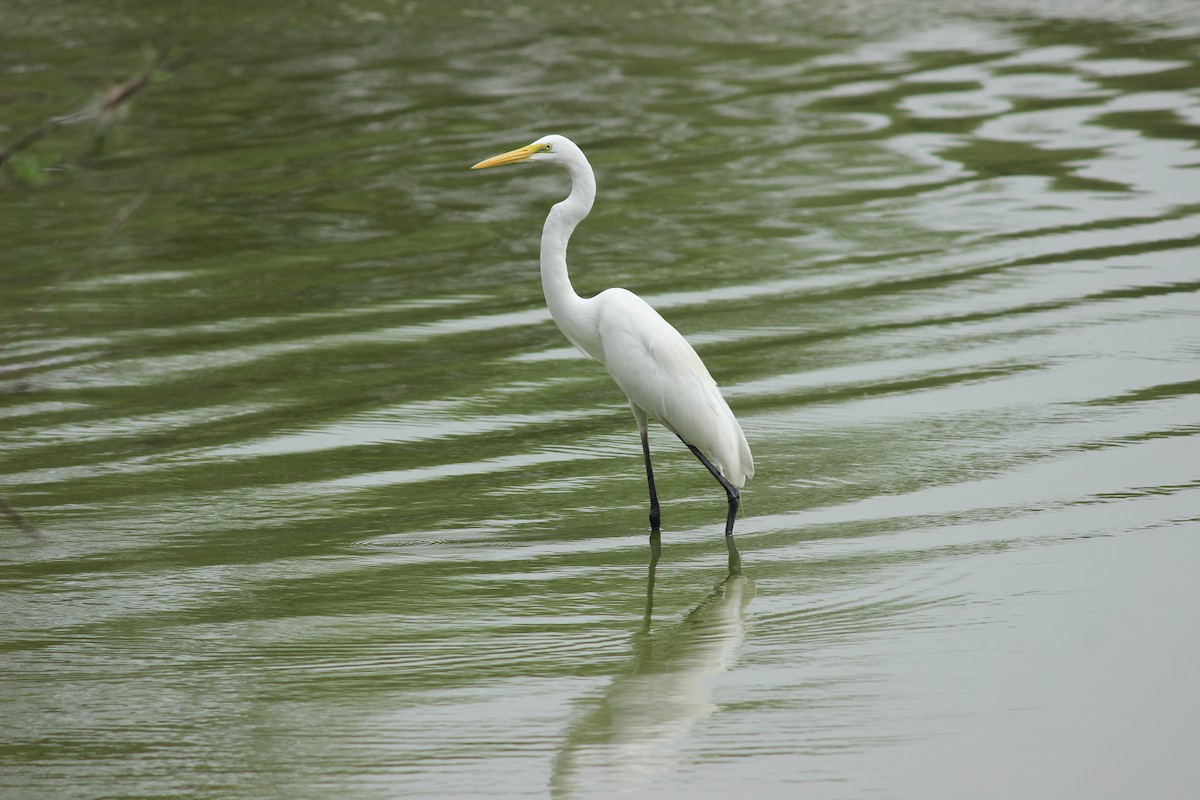 Great Egret - Rajubhai Patel