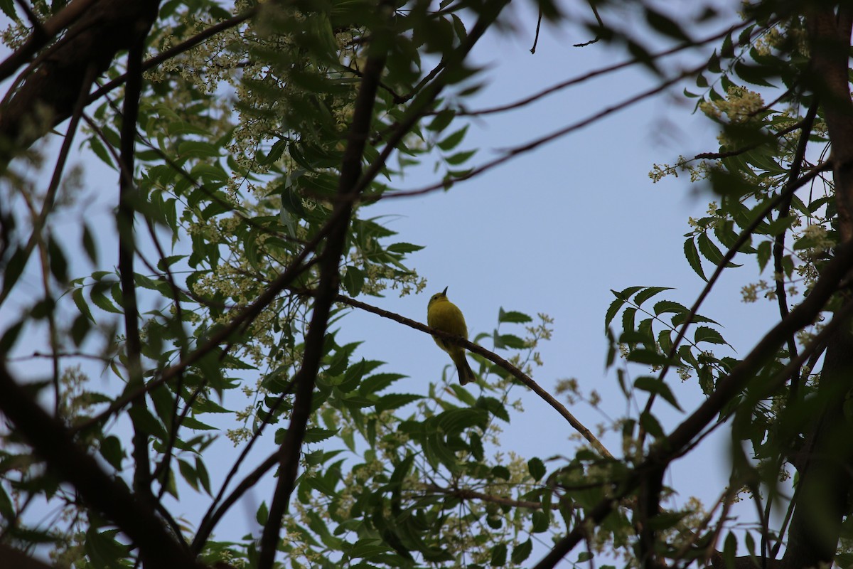 Common Iora - Rajubhai Patel