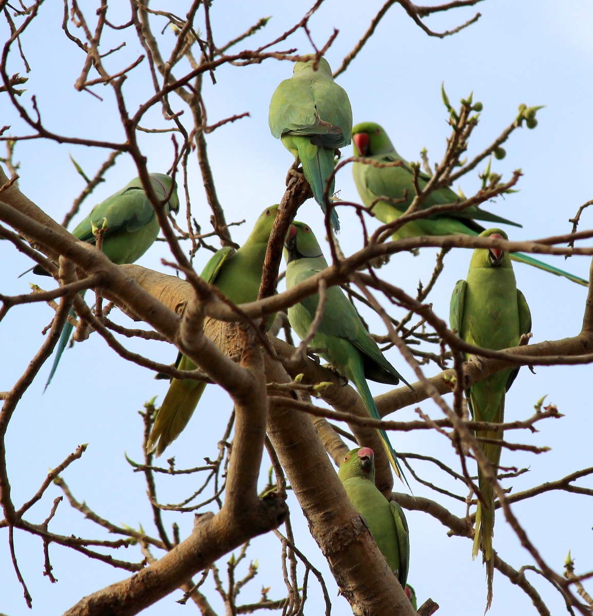 Rose-ringed Parakeet - ML206238231