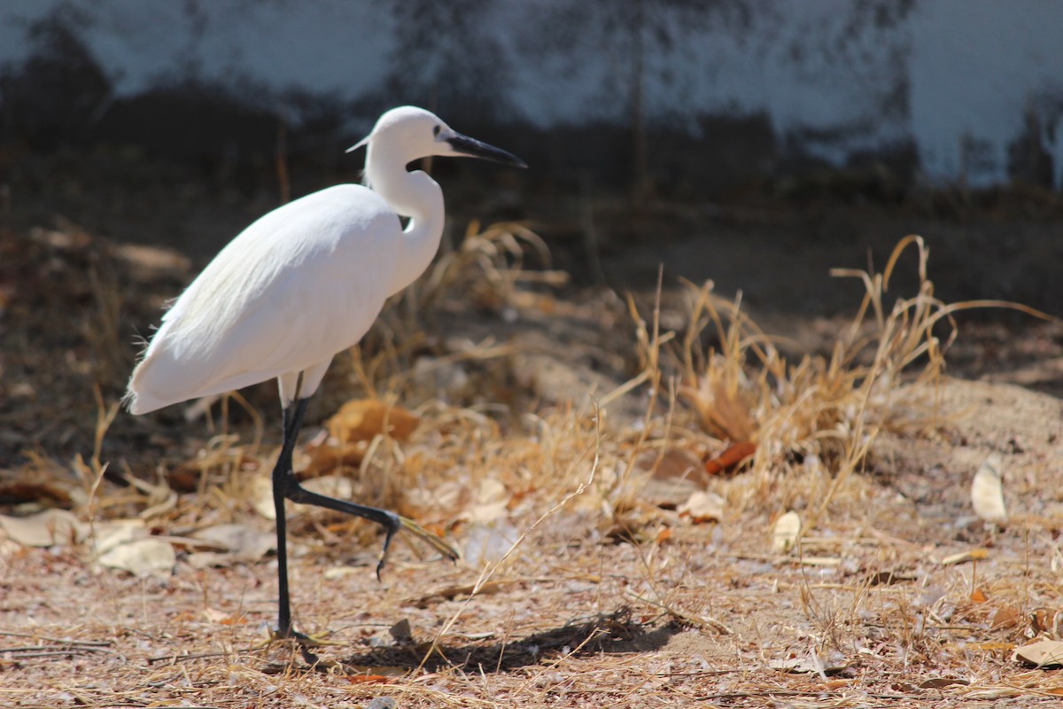 Little Egret (Western) - ML206239051