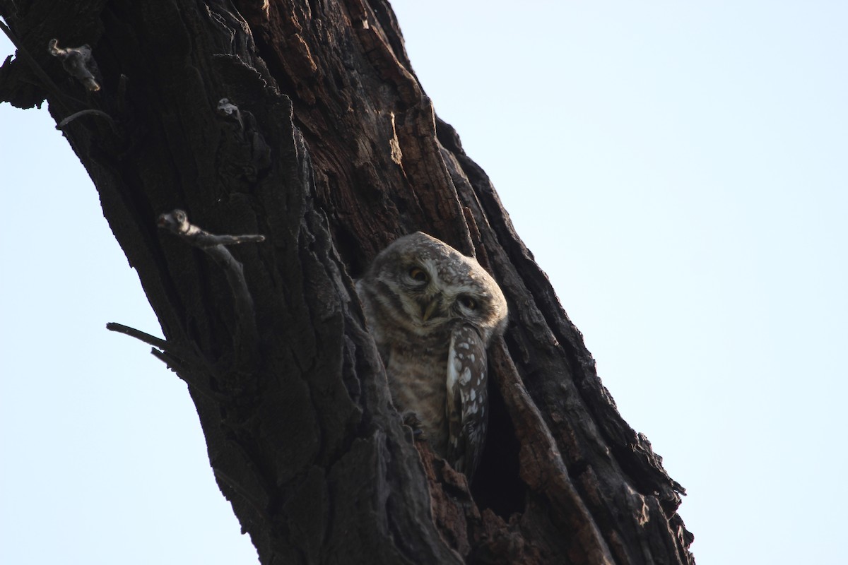 Spotted Owlet - ML206239531
