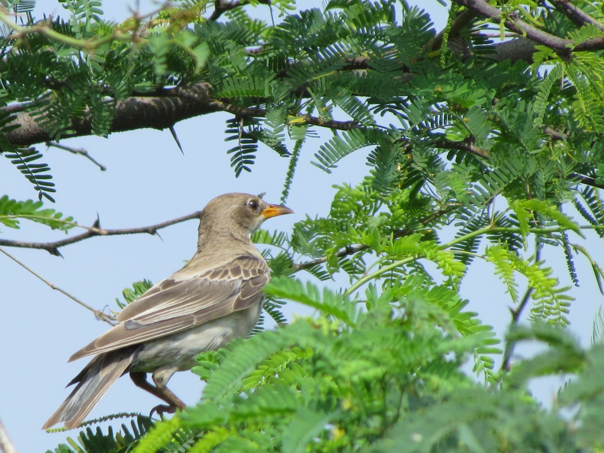 oiseau sp. - ML206240151