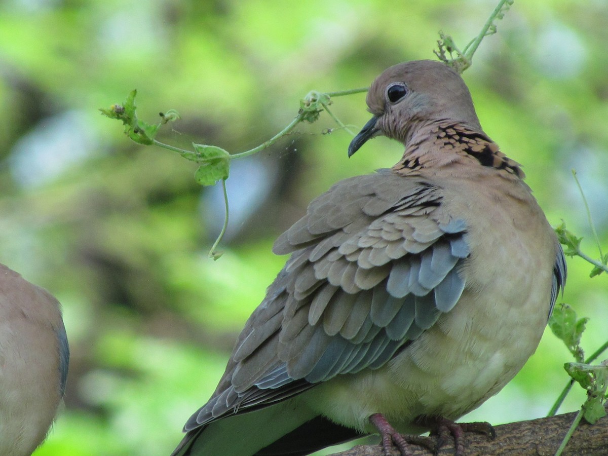 Laughing Dove - ML206240171
