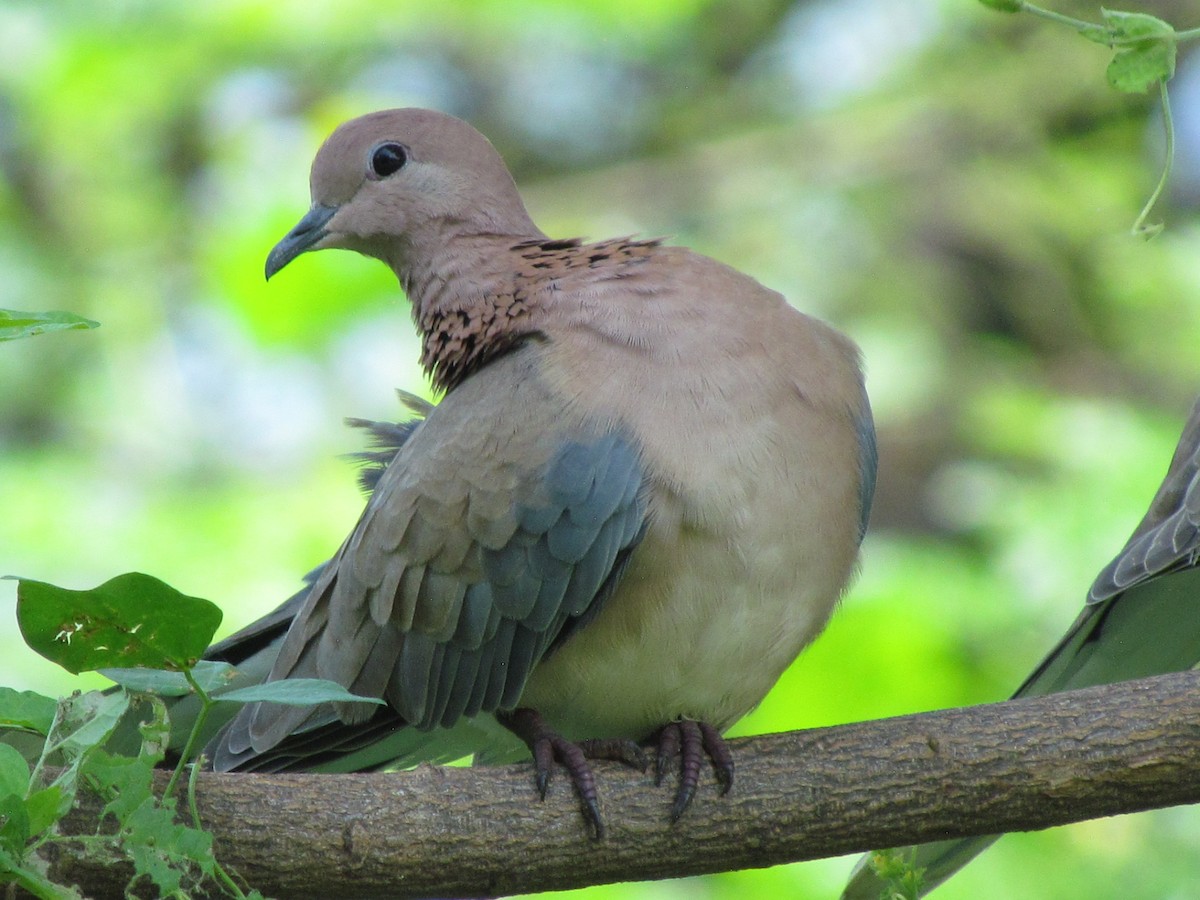 Laughing Dove - ML206240181