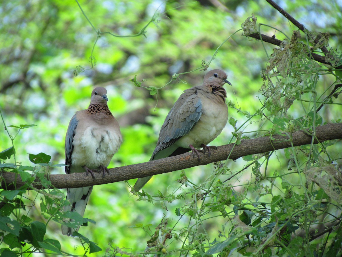 Laughing Dove - ML206240191